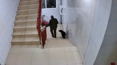 В Калужской области возбуждено уголовное дело после убийства собаки