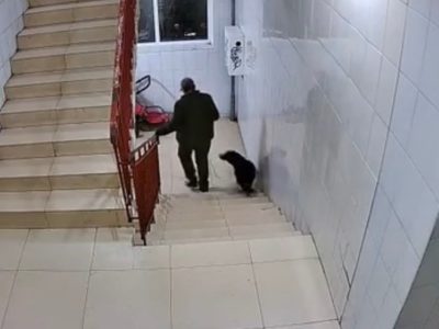 В Калужской области возбуждено уголовное дело после убийства собаки