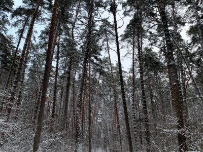 Мокрый снег и гололедица