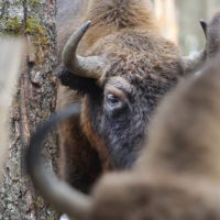 Калужские журналисты побывали в гостях у зубров Калужские журналисты побывали в гостях у зубров