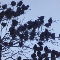 В Калугу начали массово прилетать скворцы