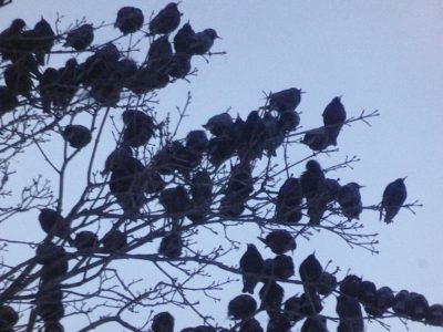 В Калугу начали массово прилетать скворцы