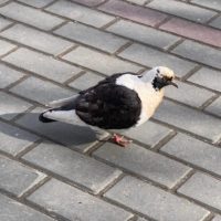 Теплая весенняя погода продолжает радовать калужан