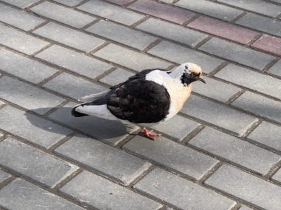 Теплая весенняя погода продолжает радовать калужан