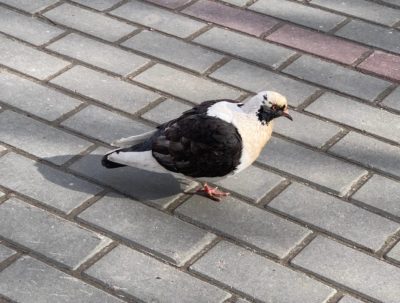 Теплая весенняя погода продолжает радовать калужан