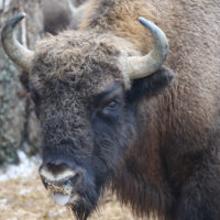 В гостях у зубров