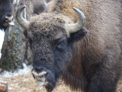 В гостях у зубров