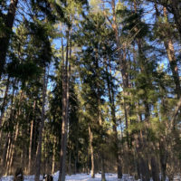 В Калуге воздух прогреется до +12°C В Калуге воздух прогреется до +12°C