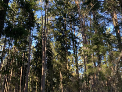 В Калуге воздух прогреется до +12°C