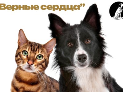 Калужан приглашают к участию в конкурсе «Верные сердца»