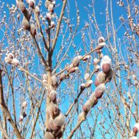 Весна в Калуге набирает обороты