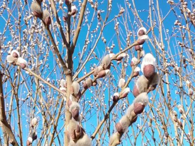 Весна в Калуге набирает обороты Весна в Калуге набирает обороты