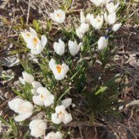 В Калуге ожидается солнечная погода до +10°С В Калуге ожидается солнечная погода до +10°С