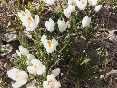 В Калуге ожидается солнечная погода до +10°С