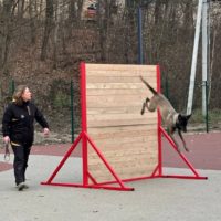 В Калуге будет построена еще одна площадка для дрессировки собак