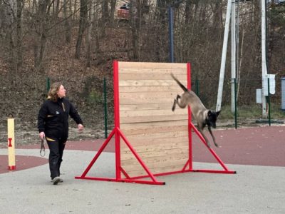 В Калуге будет построена еще одна площадка для дрессировки собак