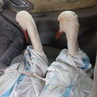 В День птиц в Калуге выпустили на волю двух аистов