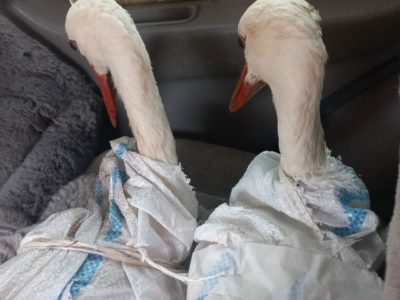 В День птиц в Калуге выпустили на волю двух аистов