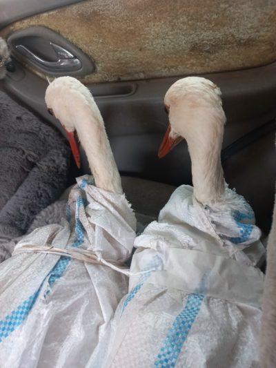 В День птиц в Калуге выпустили на волю двух аистов