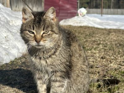 Тёплая и солнечная погода ожидает калужан в субботу