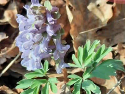 В калужских лесах зацвели хохлатки и медуницы В калужских лесах зацвели хохлатки и медуницы