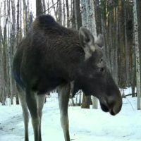 В калужском лесу запечатлели минуту из жизни двух лосей