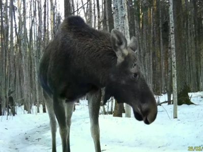 В калужском лесу запечатлели минуту из жизни двух лосей В калужском лесу запечатлели минуту из жизни двух лосей