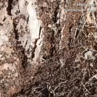 Муравьи вышли из спячки и занялись домашним ремонтом