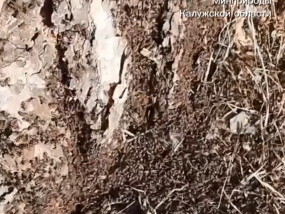 Муравьи вышли из спячки и занялись домашним ремонтом