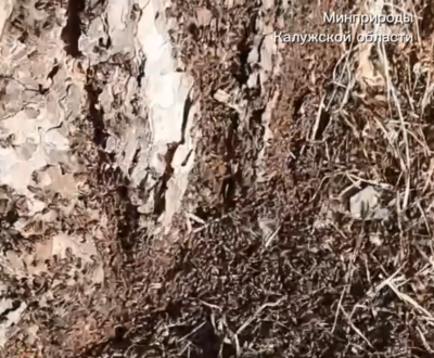 Муравьи вышли из спячки и занялись домашним ремонтом