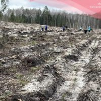 В Калужской области начались лесовосстановительные работы