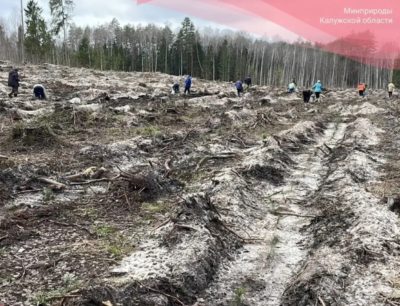 В Калужской области начались лесовосстановительные работы