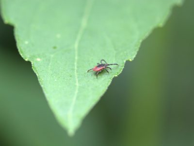 Клещи за неделю попили кровь у 44 человек