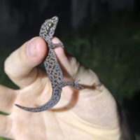 Про гекконов и людей