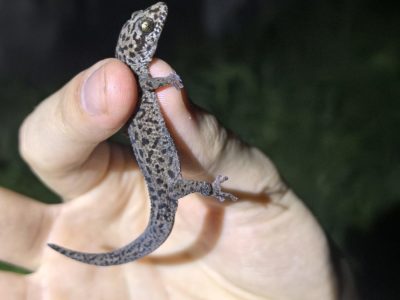 Про гекконов и людей