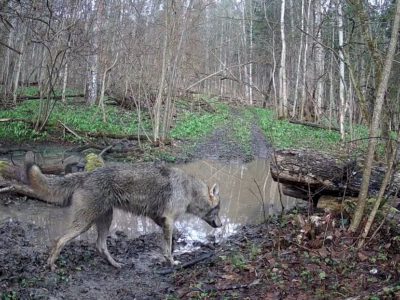 В калужском лесу запечатлели волка на человеческой тропе