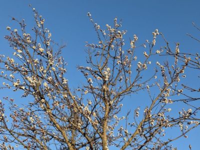 После похолодания в Калугу придёт майское тепло