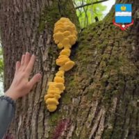 Улицу Циолковского начали очищать от сухостоя