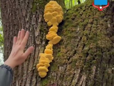 Улицу Циолковского начали очищать от сухостоя