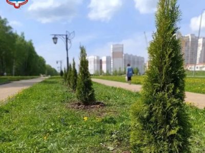 На Правобережье высадили туи
