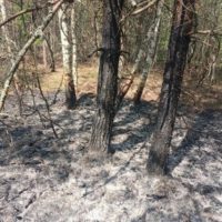 В Калужской области выгорело четыре гектара леса