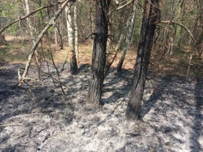 В Калужской области выгорело четыре гектара леса