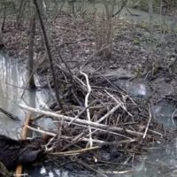 В калужском лесу запечатлели обеденный перерыв бобра