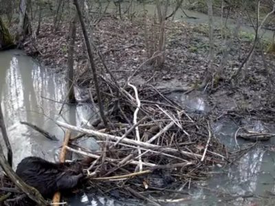 В калужском лесу запечатлели обеденный перерыв бобра