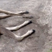 Водитель сбил лося и скрылся с места ДТП