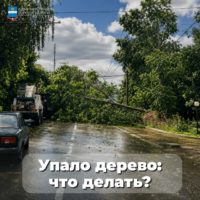Калужанам напомнили, куда обращаться, если упало дерево