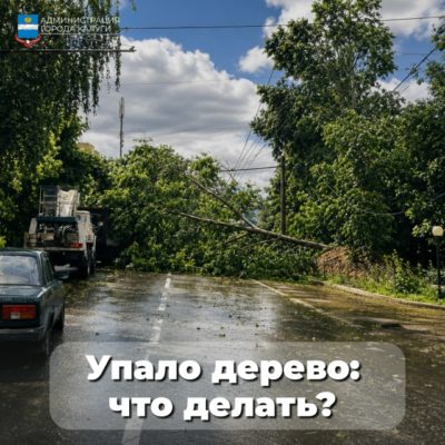 Калужанам напомнили, куда обращаться, если упало дерево