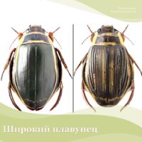 Красную книгу Калужской области пополнят два редких вида жуков Красную книгу Калужской области пополнят два редких вида жуков