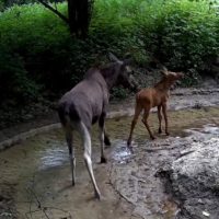 В калужском лесу запечатлели мать-лосиху со своим малышом В калужском лесу запечатлели мать-лосиху со своим малышом