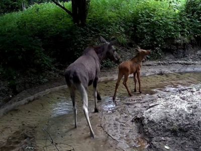 В калужском лесу запечатлели мать-лосиху со своим малышом В калужском лесу запечатлели мать-лосиху со своим малышом
